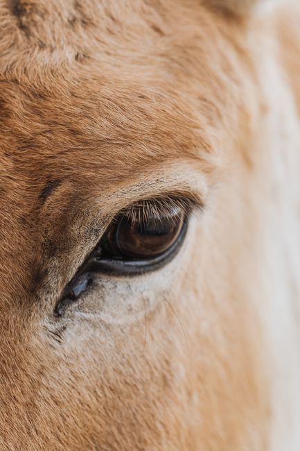 A detailed close-up of a brown mammal's eye showing intricate fur texture, capturing natural beauty.