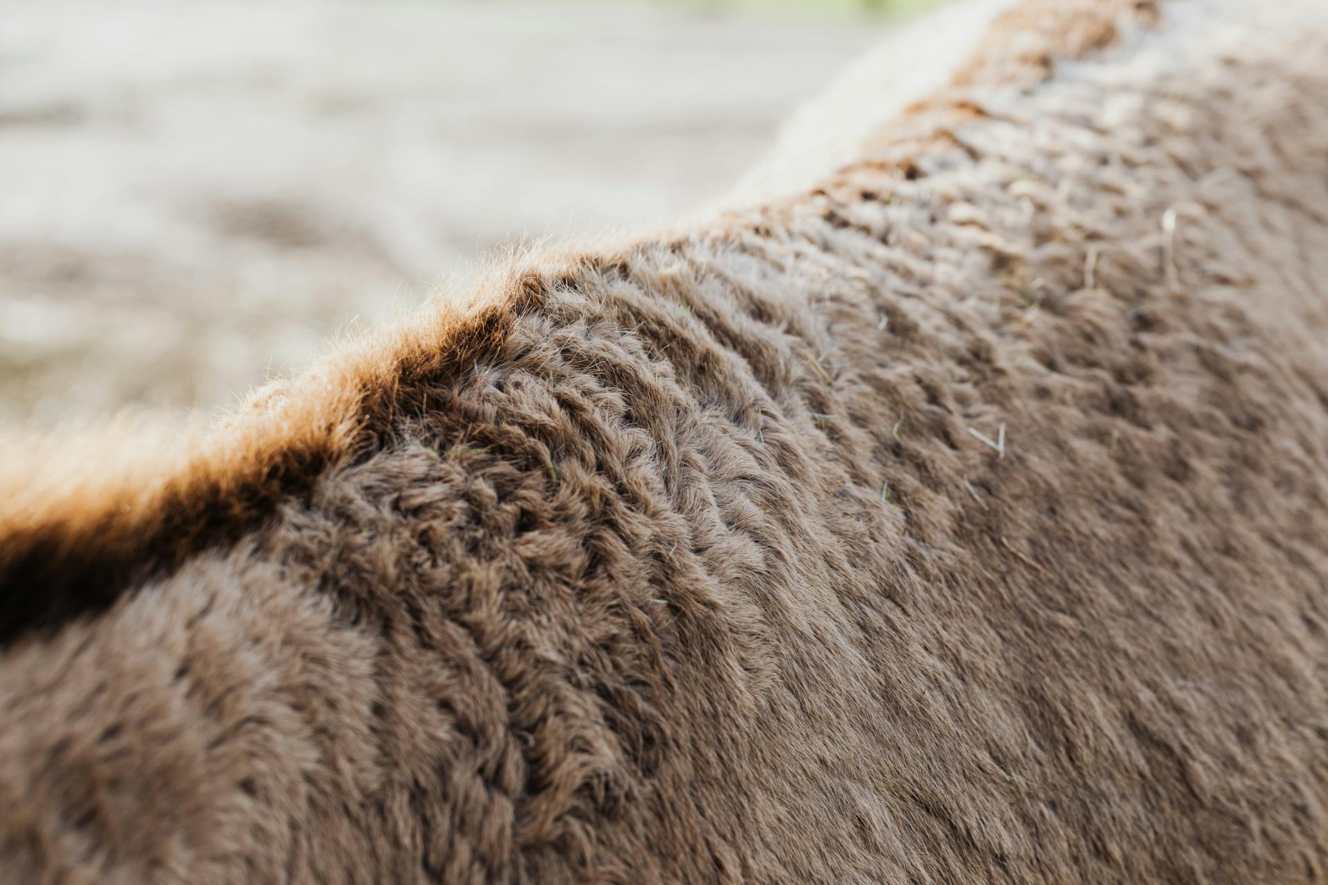 Close-up on Sheep Back with Shaven Wool Coat