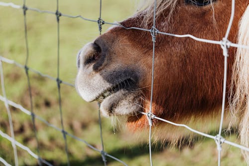 A Close-up Shot of a Horse Mouth on a Metal Fence