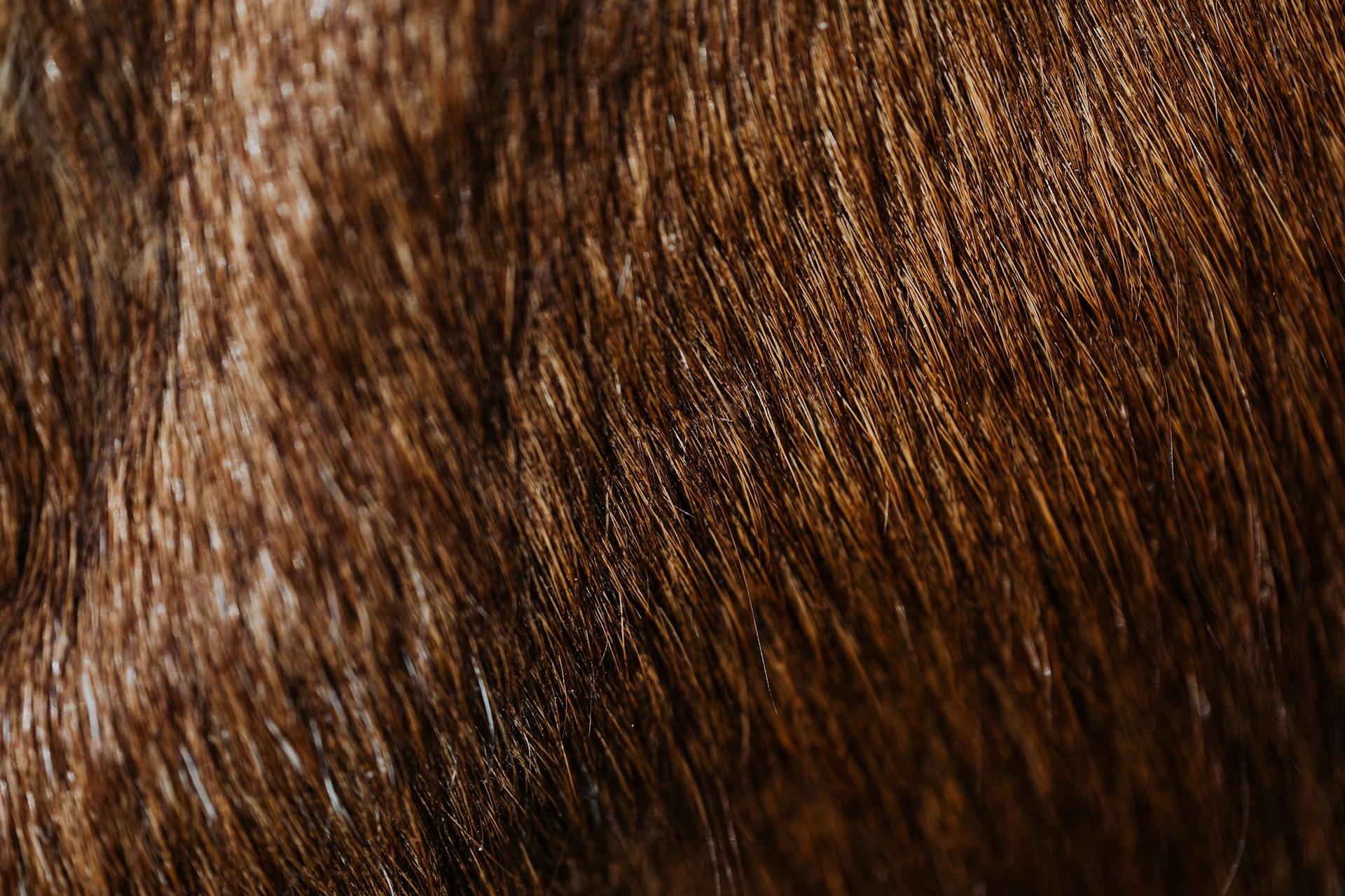 Close up of an Animal Hair