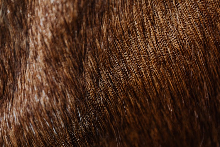 Close Up Of An Animal Hair 