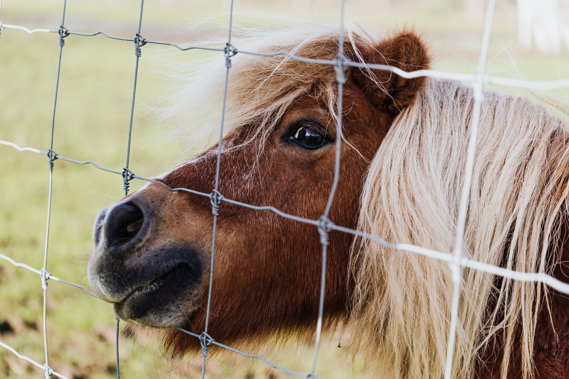 Close Up Photo of a Brown Pony