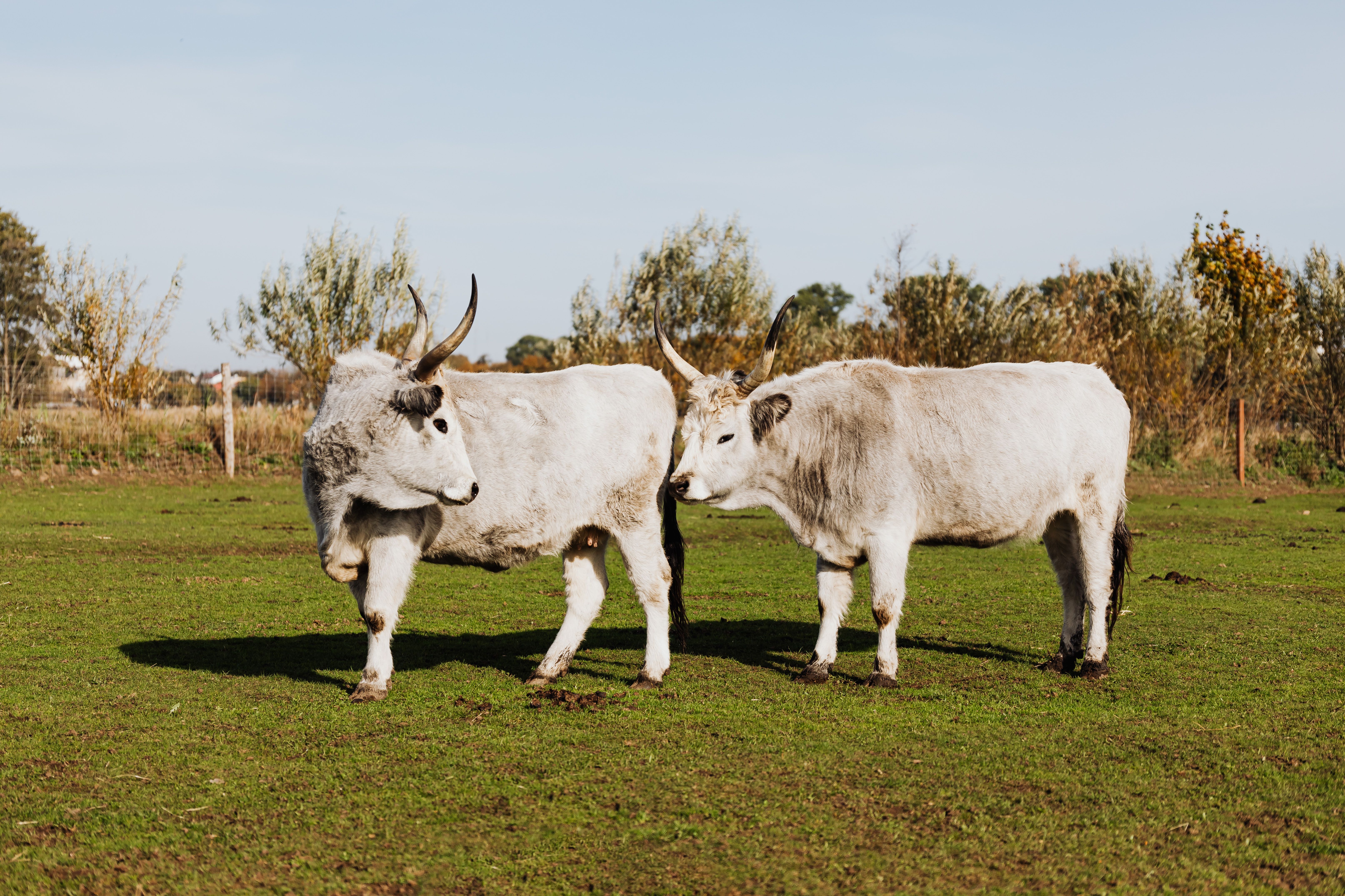 Two Hungarian Grey cattle standing together on a green farm pasture under a clear sky.
