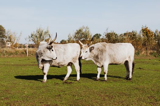 Two Hungarian Grey cattle standing together on a green farm pasture under a clear sky.