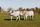 livestock