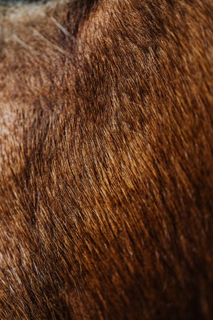 Detailed close-up of soft brown animal fur showcasing texture.