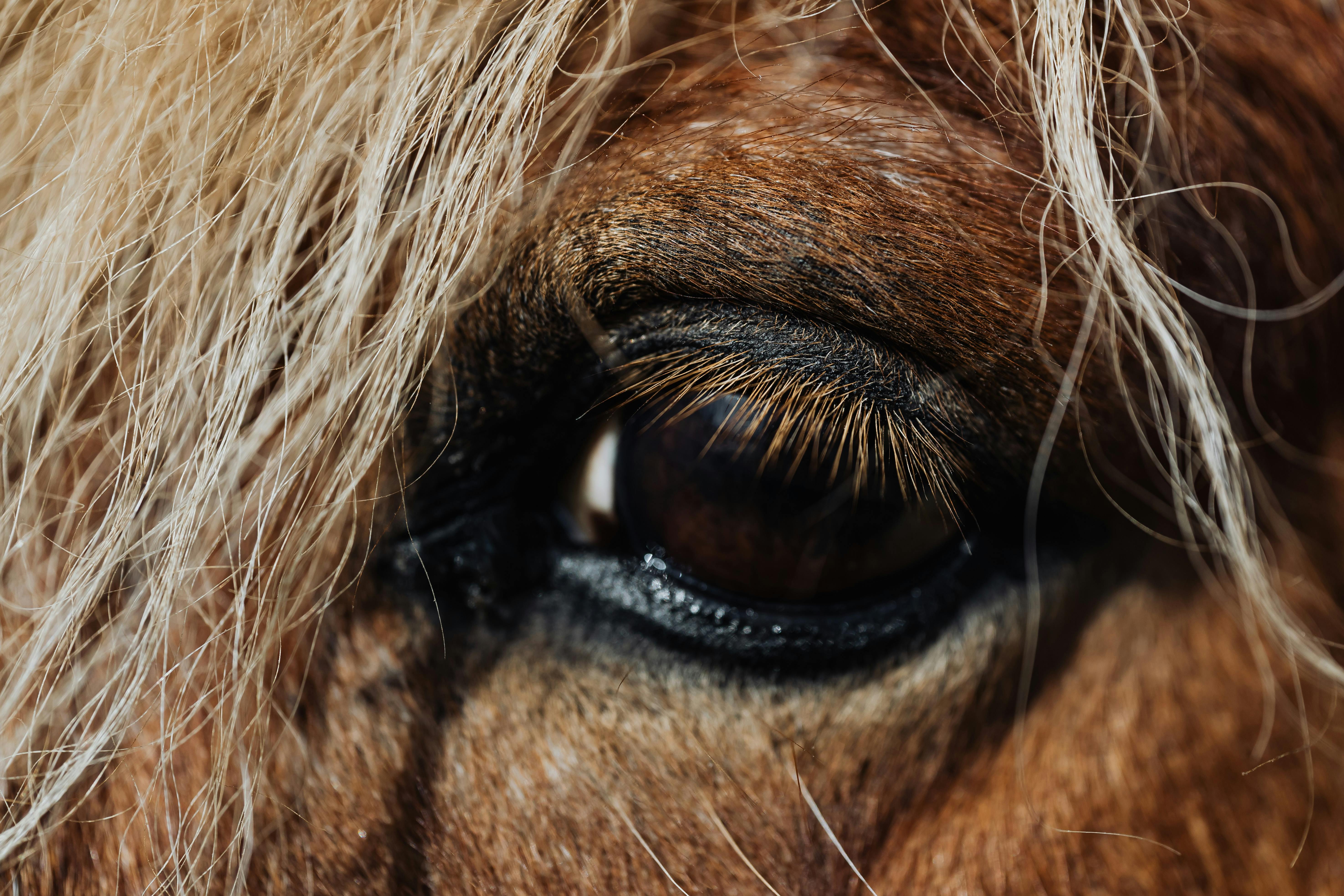 close up of the eye of a horse