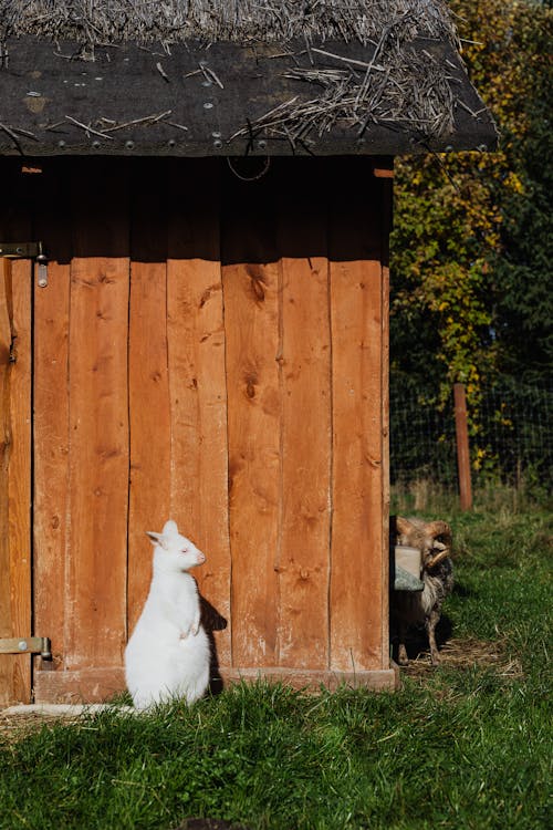 Photos gratuites de animal, blanc, faune