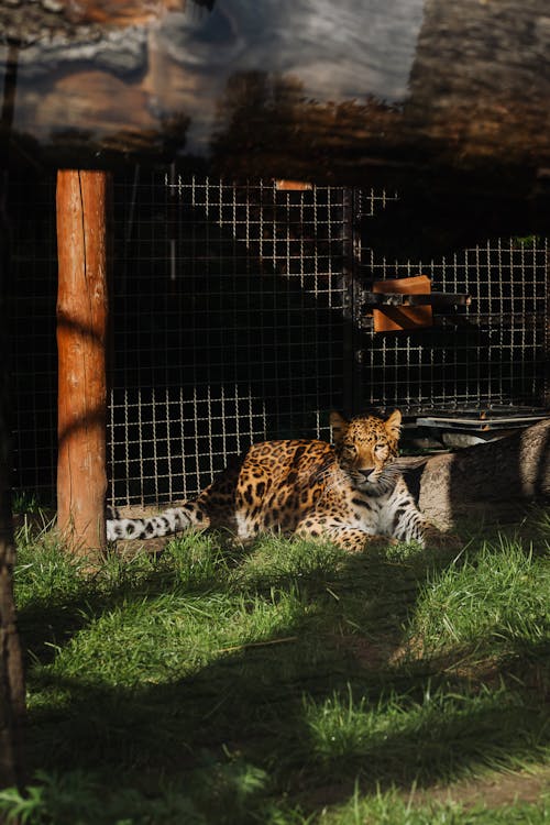 Brown and Black Leopard Lying on Green Grass