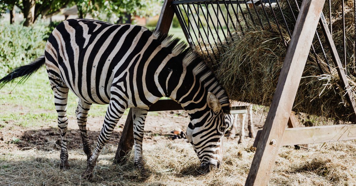 A zebra eating hay outdoors in a safari reserve, surrounded by nature.