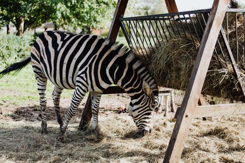 Free A zebra eating hay outdoors in a safari reserve, surrounded by nature. Stock Photo