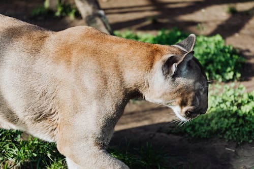 Close-Up Shot of a Lioness