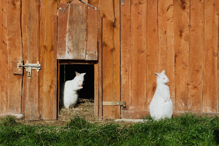 White Wallabies And A Wooden Building