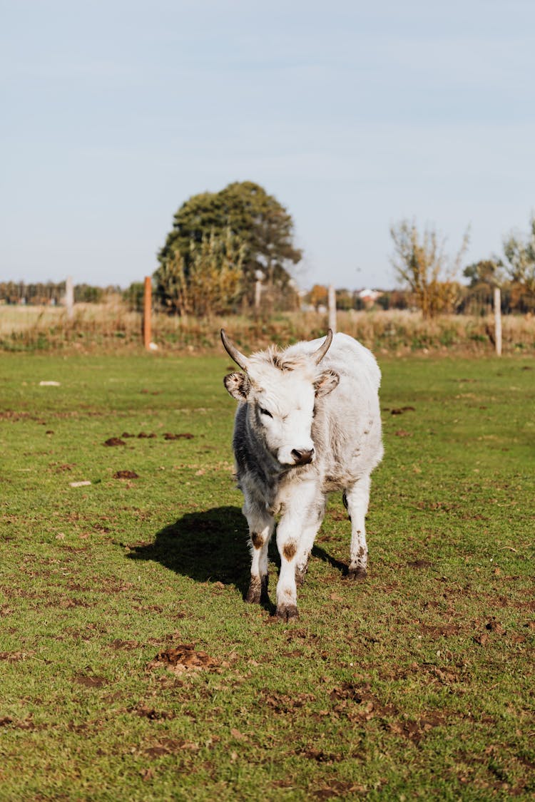 White Cow In A Pasture