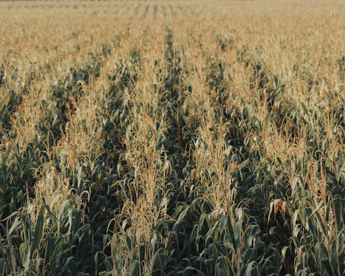 Foto d'estoc gratuïta de agricultura, blat de moro, camps