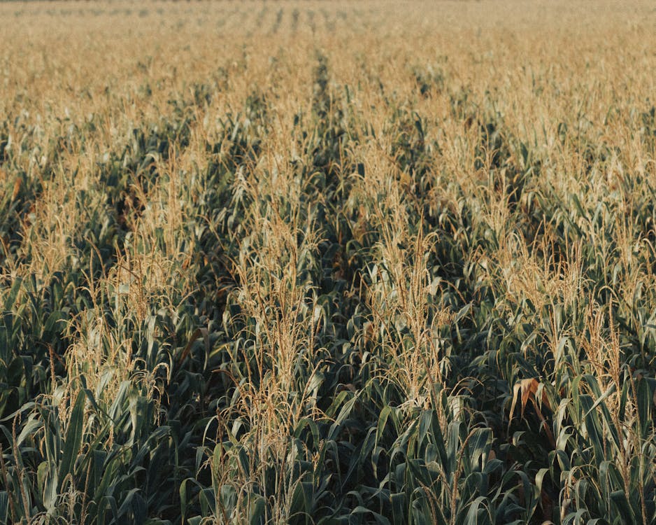 Corn Fields in Countryside