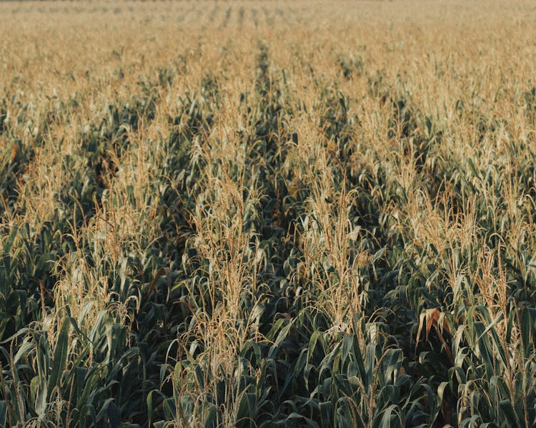 Corn Fields In Countryside