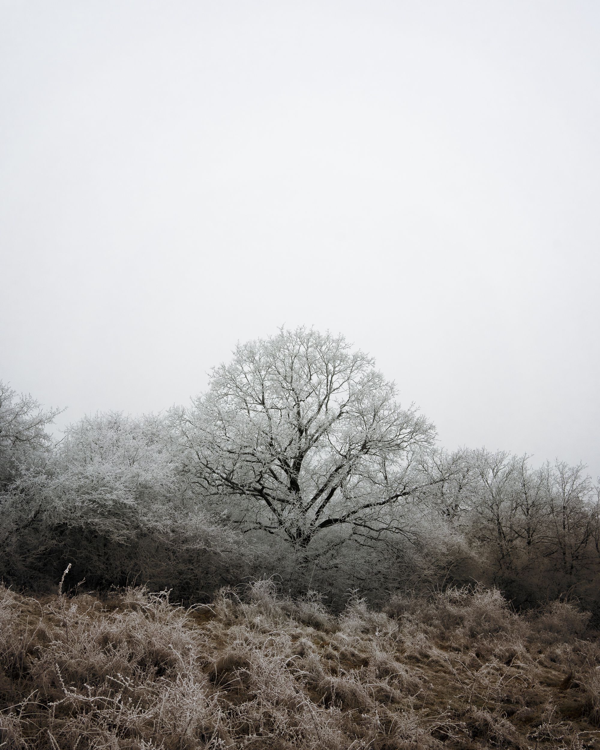 Leafless Trees near River · Free Stock Photo