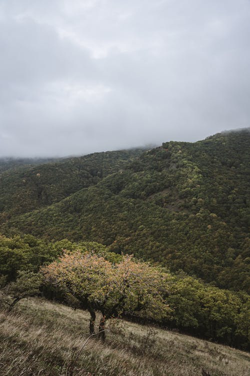 Безкоштовне стокове фото на тему «вертикальні постріл, дерева, зелені гори»