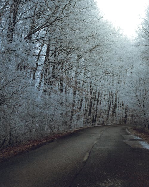 免費 冬季, 垂直拍攝, 樹木 的 免費圖庫相片 圖庫相片