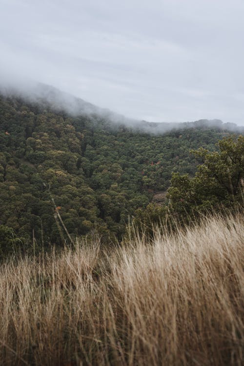 Green Trees on Mountain