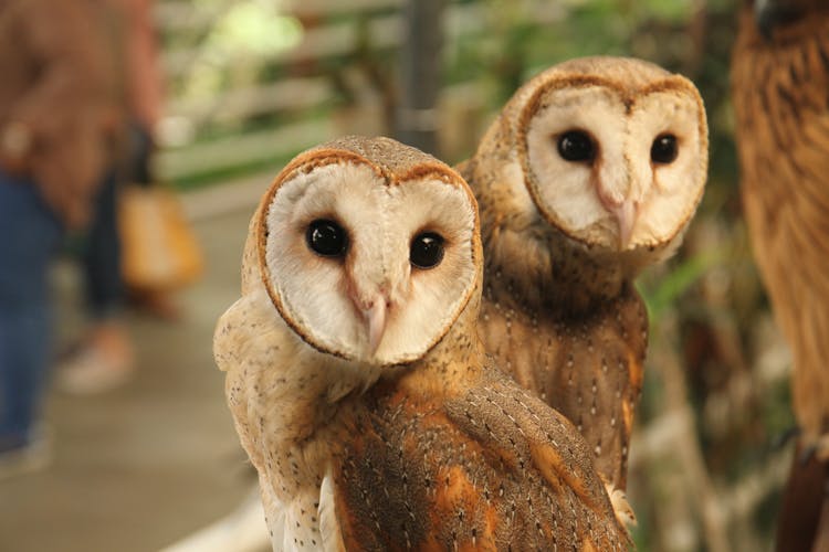 A Pair Of Barn Owls Up Close