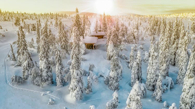 Snow Covered Lapland In Finland