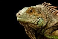 黑色背景下，一只绿色鬣蜥的鳞片和纹理在详细特写中清晰展现