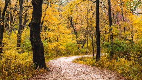 Photos gratuites de arbres, automne, chemin