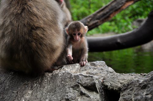 Free stock photo of animal, monkey