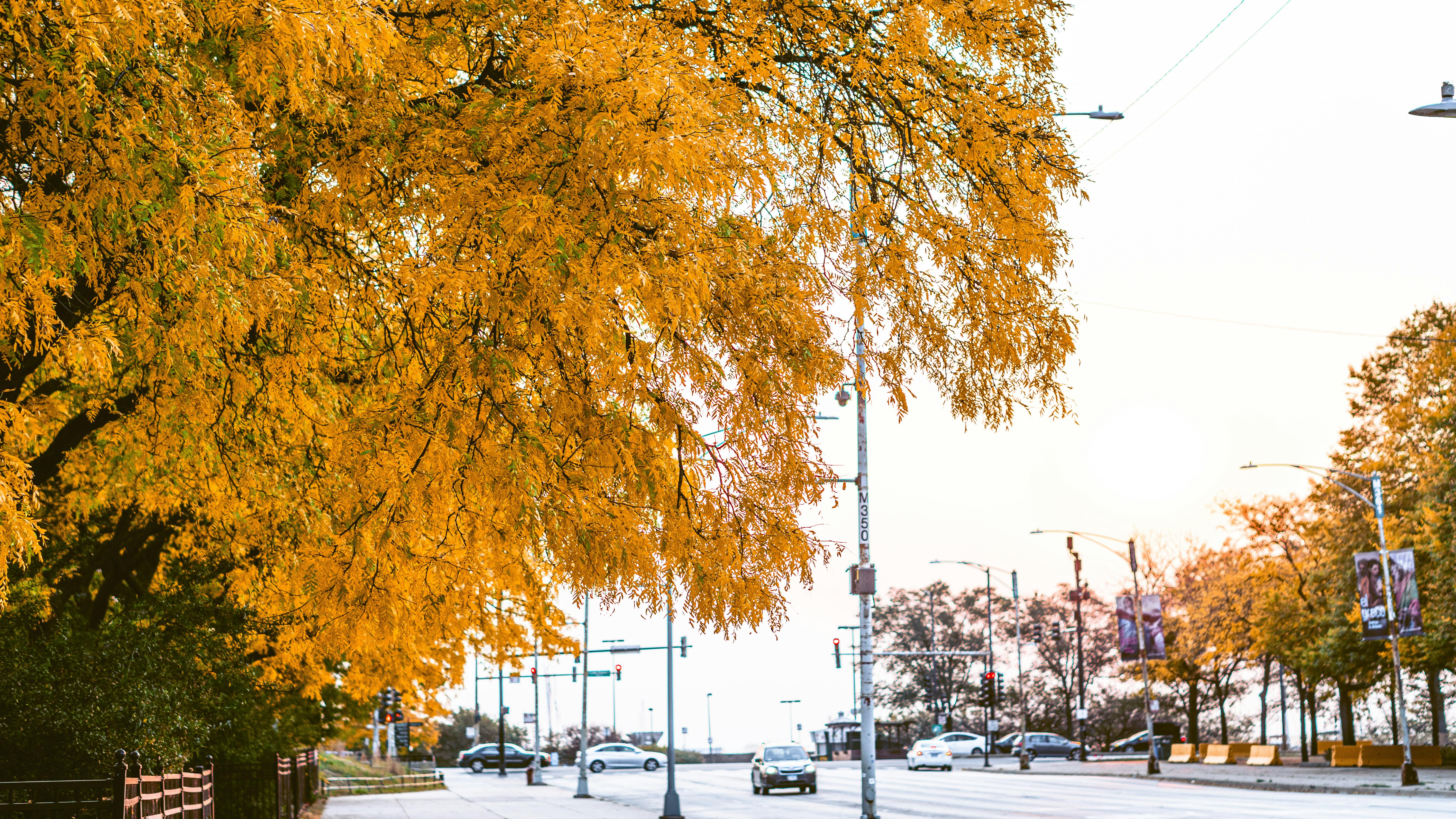 Free Cars on the Road During Autumn  Stock Photo
