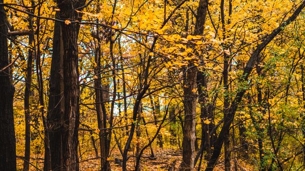 A serene view of a forest filled with vibrant yellow leaves during fall.