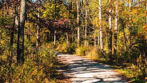 Photos gratuites de arbres, bois, chemin