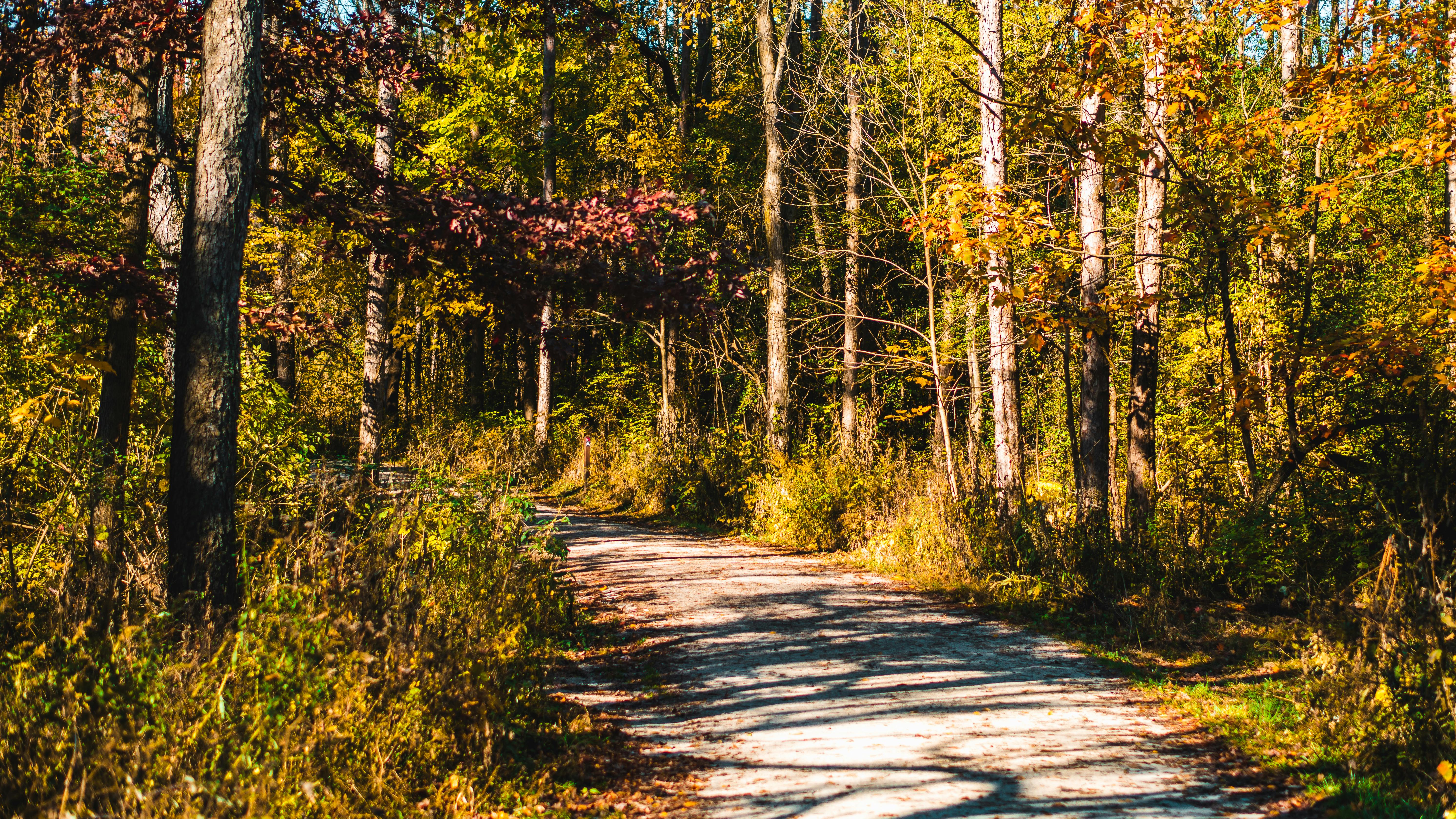 A dirt path in the middle of a forest. Forest mixed forest autumn. - PICRYL  - Public Domain Media Search Engine Public Domain Search