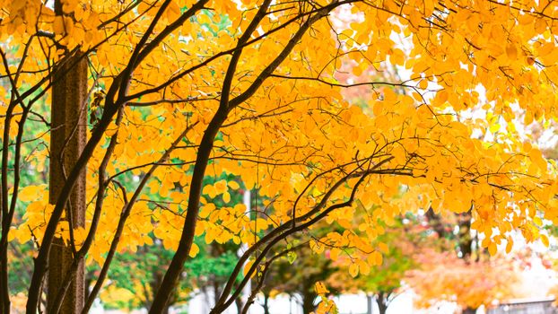 Bright yellow autumn leaves on trees, capturing the essence of fall outdoors.