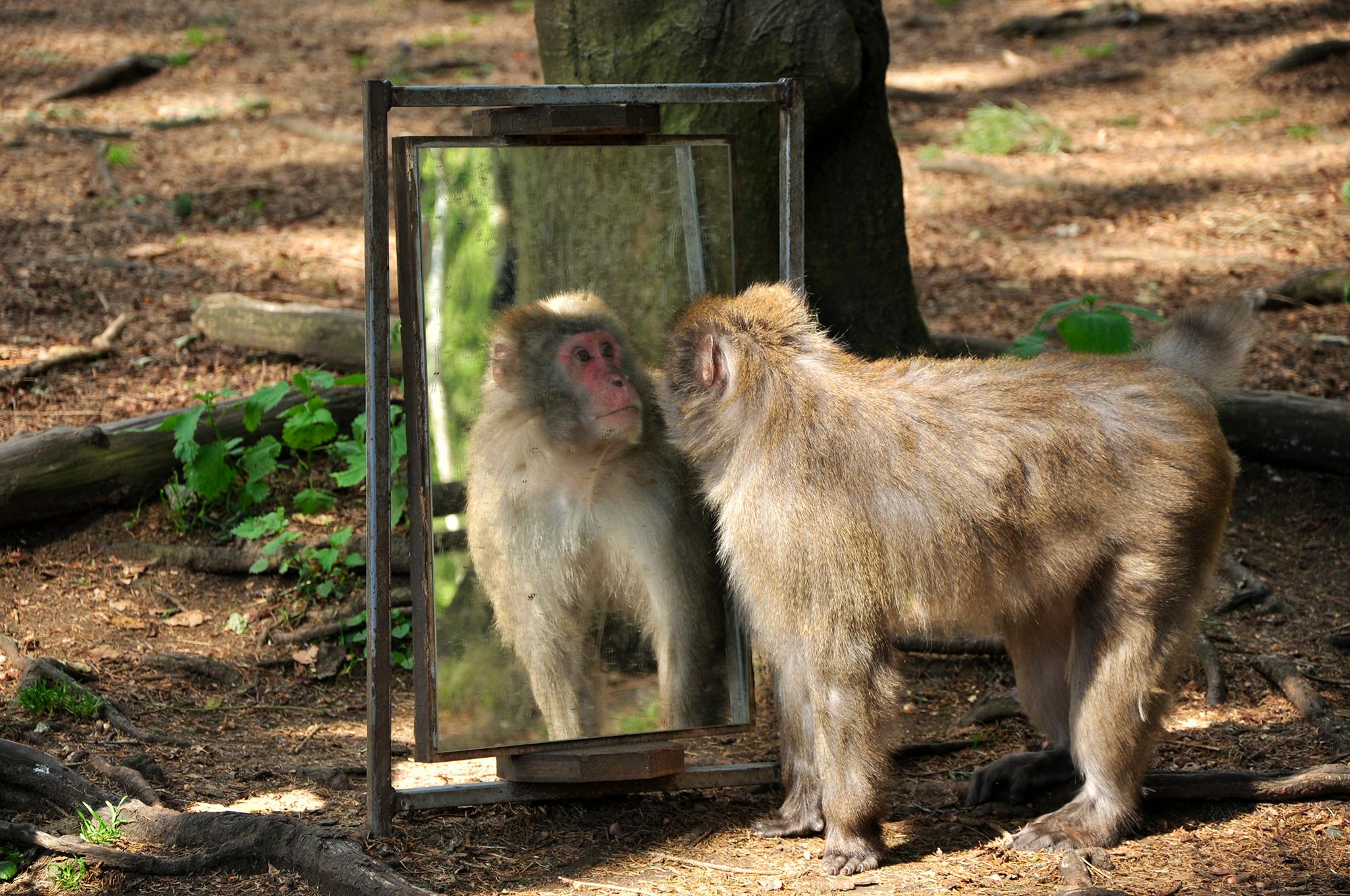 Free stock photo of animal, mirror, monkey
