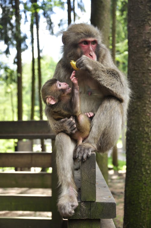 Free stock photo of animal, food, monkey