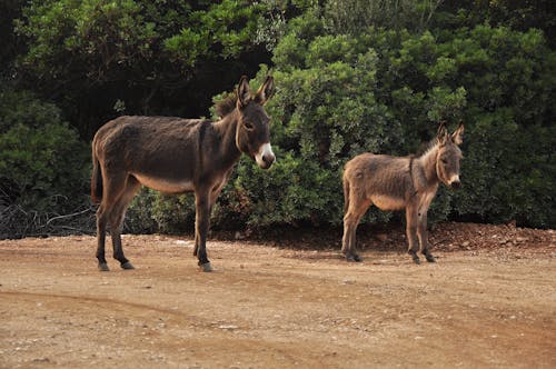 Free stock photo of animal, donkey