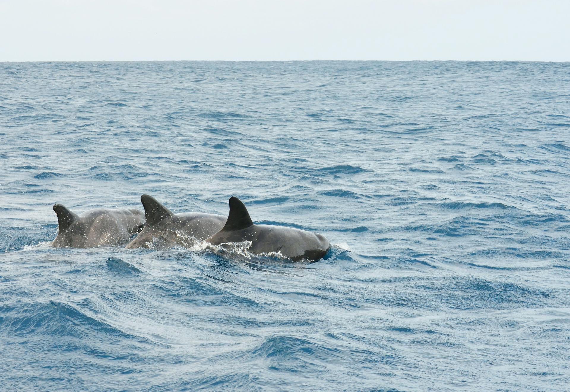 A group of dolphins gracefully swimming in the clear waters near Tarrafal, Cape Verde.