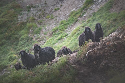 Free stock photo of alps, animal, black sheep