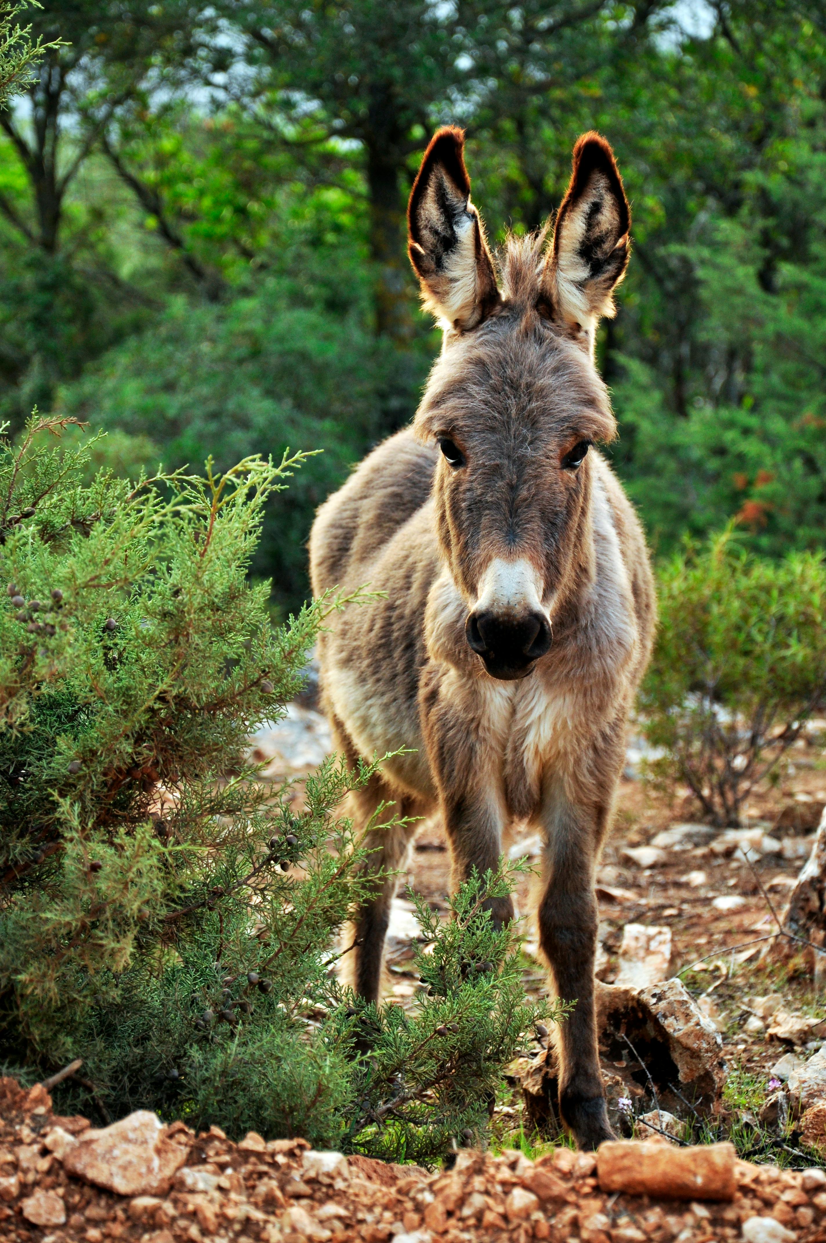 Donkey Wallpaper  HD Wallpapers of DonkeysAmazoncomAppstore for  Android
