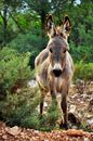 Donkey