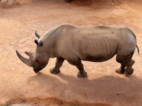 Nashorn Auf Braunem Sand