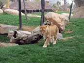 母狮在环境自然的动物园围栏边优雅地走过