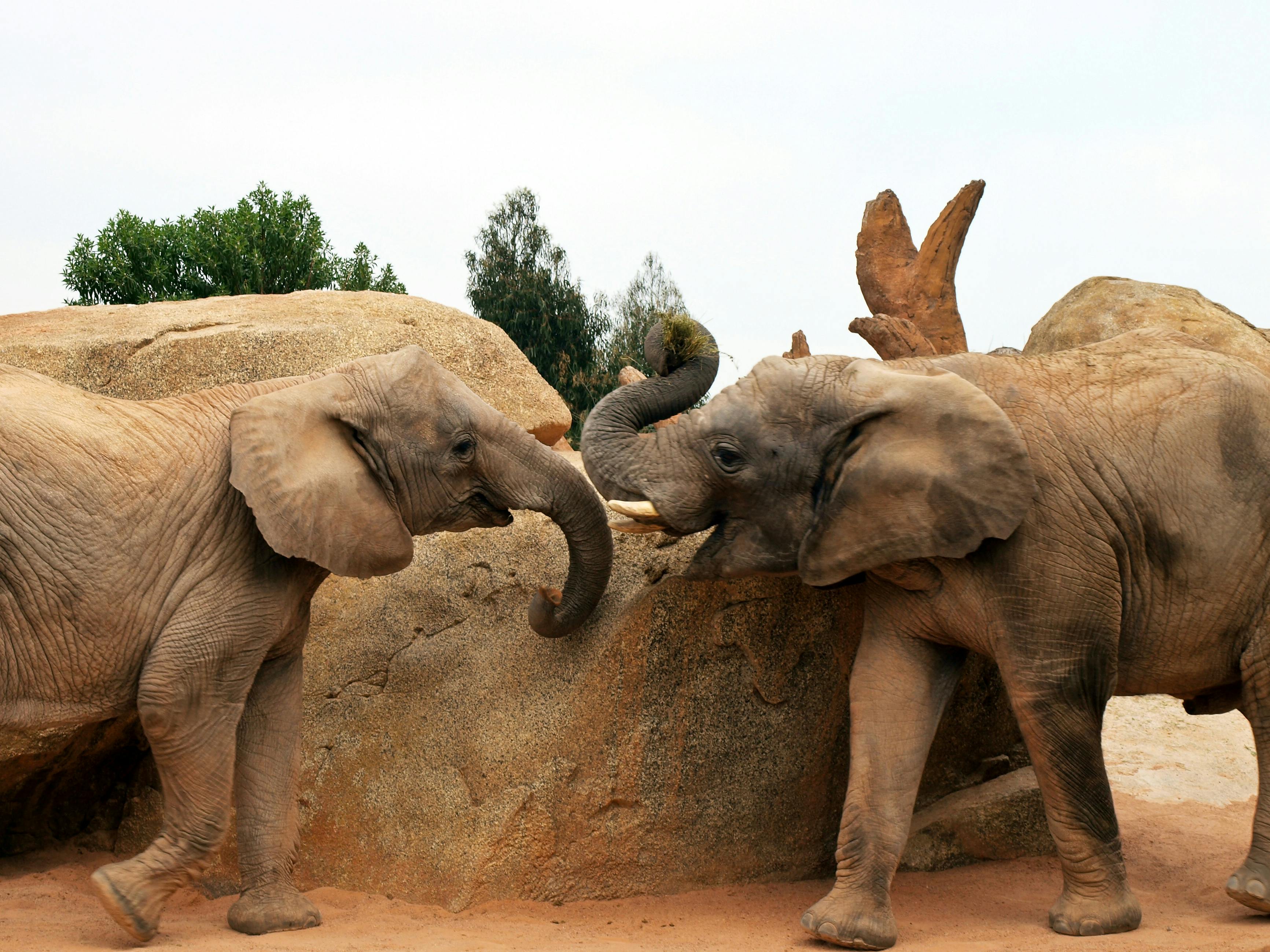 Foto stok gratis tentang belalai gajah besar  binatang