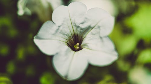 Kostenlos Weiße Blume Stock-Foto