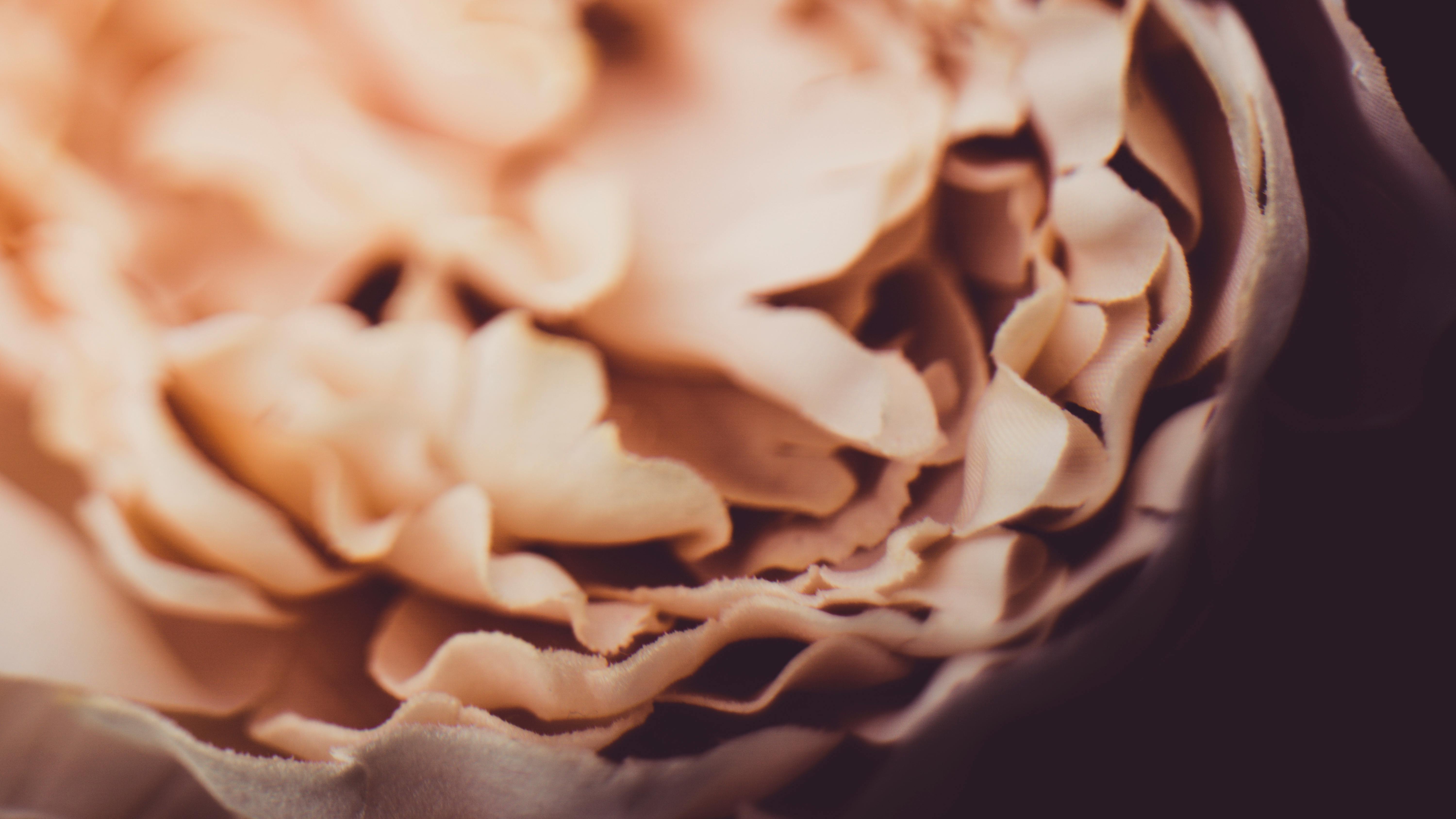 Free stock photo of artificial flowers, beautiful flowers, golden hour