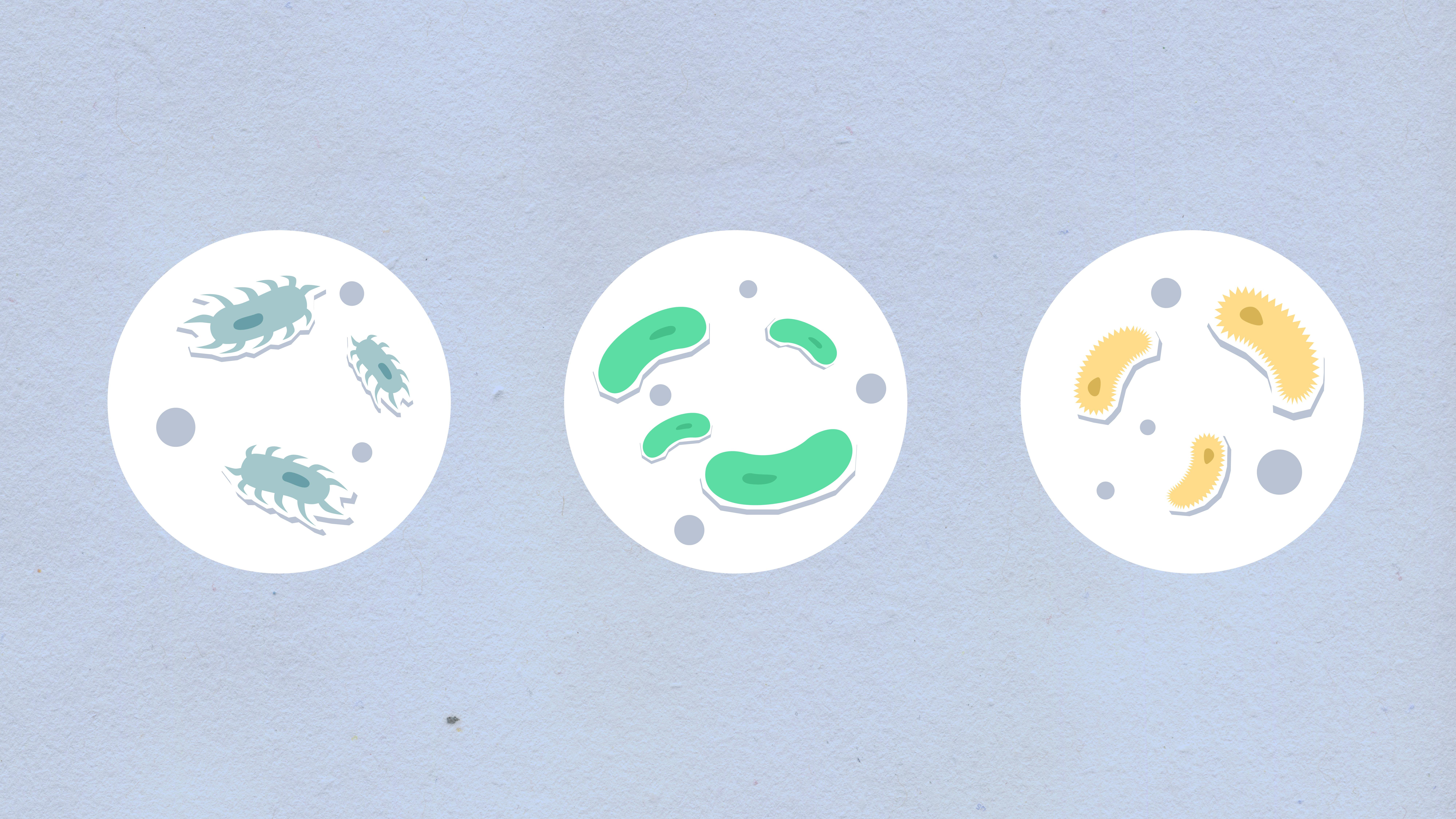 Decorative cardboard illustration of assorted bacteria on gray background