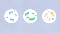 Decorative cardboard illustration of assorted bacteria on gray background