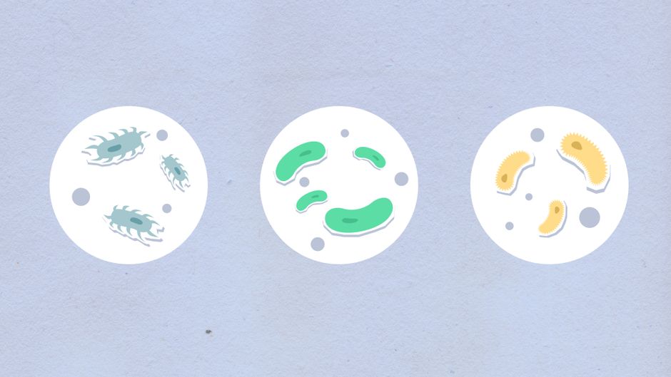 Engineered Phages Effectively Disrupt Bacterial Biofilms and Enhance Antibiotic Efficacy